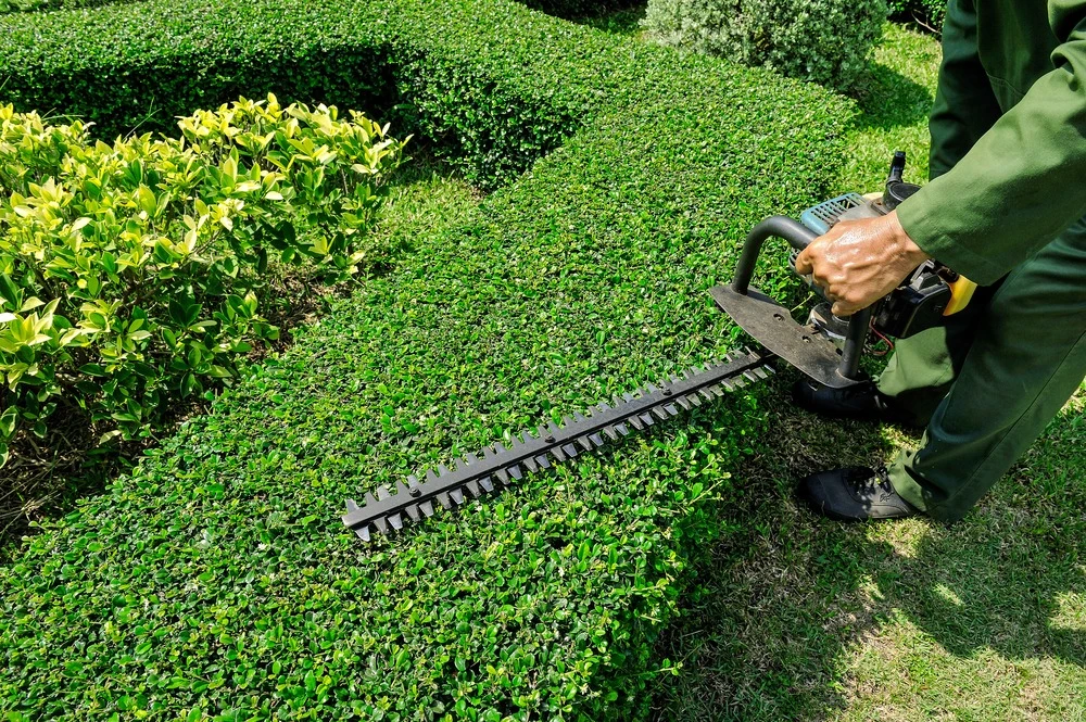 leveling bushes in garden
